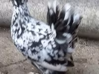 Chickens — Foto 4