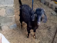 Теке, Nubian Goat — 4-сурет