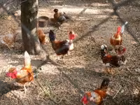 Ιαπωνικό Bantam — φωτογραφία 3