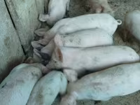 Cinghiale, Крупная белая — foto 3