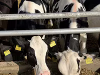 İnek, Russian Black pied cattle — foto 7