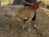 Ovce, Arashan sheep — foto 2