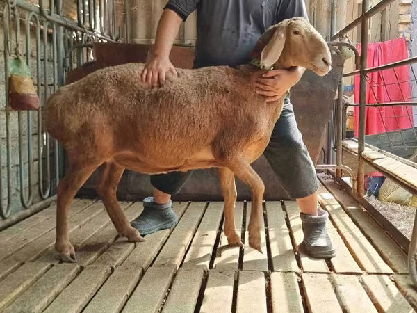 قوچ, Arashan sheep