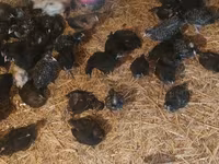 Australorp — foto 1