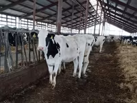 Krava, Simmental cattle — foto 8