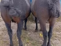Hingst, Heste — foto 4
