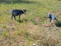 Ri’ dhaddig, Goats — sawirka 6