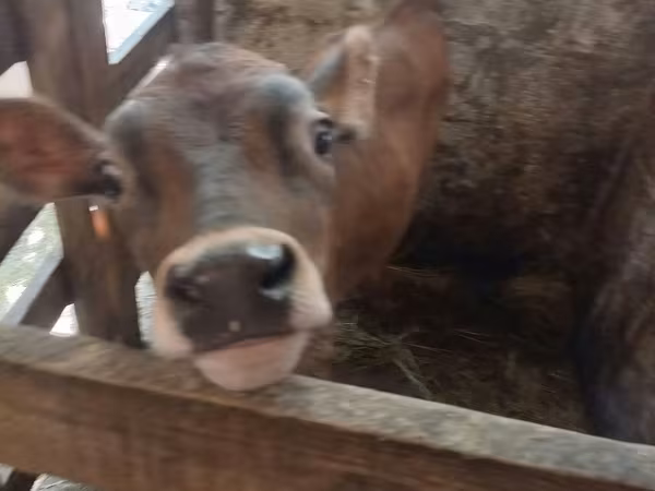 Ng'ombe dume, Jersey breed