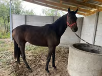 Cavallo, Cavalli — foto 3