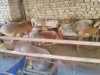 Beran, Arashan sheep — foto 7