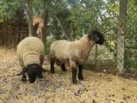 मेढ़ा, White Suffolk sheep — फ़ोटो 1