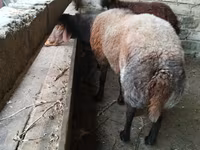 Wad, Sheep — sawirka 3