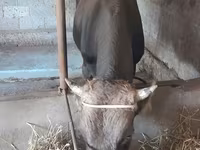 காளை, மாடுகள் — புகைப்படம் 4
