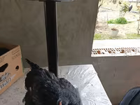 Australorp — fotografija 1