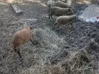 Schweine (Partie, Geschlecht nicht angegeben), Мангалица — Foto 2