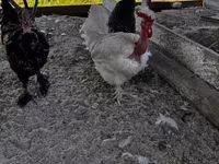 Chickens — foto 1