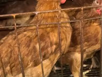 Chickens — 사진 1