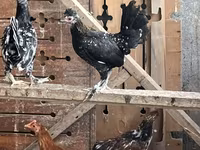 Chickens — zdjęcie 3