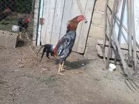 مالای گیم — عکس 3