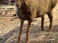 Ovce, Arashan sheep — foto 6
