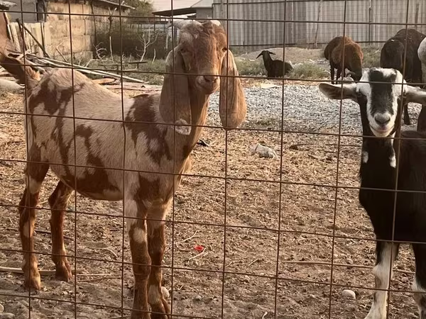 بز نر, Beetal goats