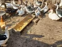 Ducks — تصویر 2