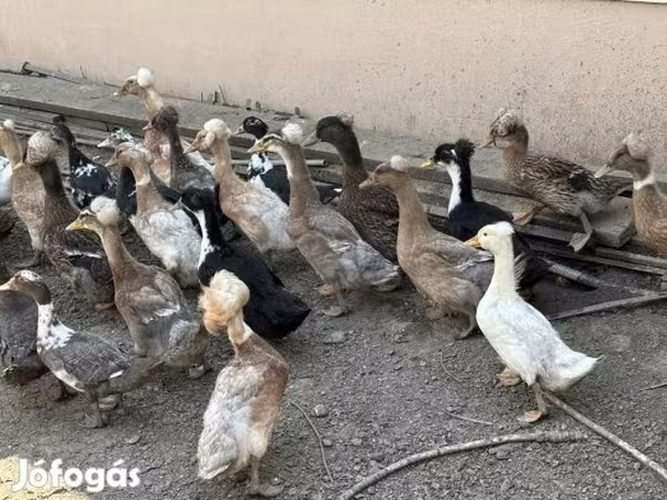 Ducks