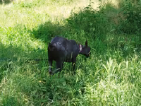 ছাগী, ছাগল — ছবি 3