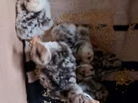Turkeys — foto 2