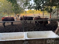 Bovini (lotto, sesso non specificato), Simmental cattle — foto 1