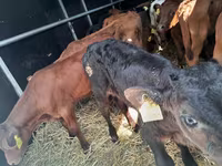گاو نر, Simmental cattle — عکس 2