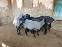 Овца, Romanov sheep — снимка 2