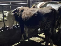 Býk, Latvian Blue cattle — foto 1