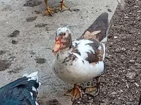 Ducks — عکس 2