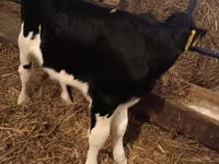 Bik, Simmental cattle — fotografija 7