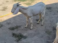 बकरा, Nubian Goat — फ़ोटो 7