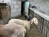 Baran, Arashan sheep — zdjęcie 2