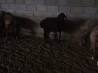 Baran, Owce — zdjęcie 4