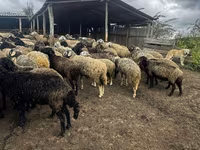 Kambing betina, Sheep — foto 3