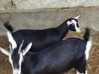 Ешкі, Alpine goat — 1-сурет