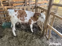 Býk, Simmental cattle — foto 1