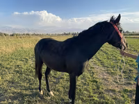 Kuda betina, Horses — foto 3