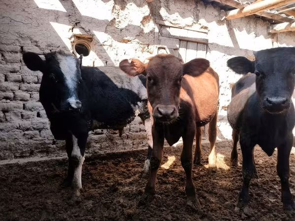Bovinos (lote, sexo no especificado), Ganado vacuno — Kirguistán
