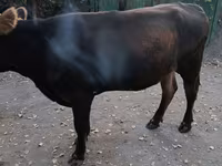 Mucca, Swiss cattle — foto 4