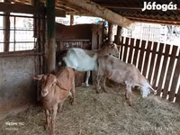 بز ماده, بز — عکس 1