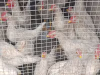 Chickens — Foto 2