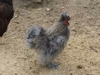 Silkie — foto 3