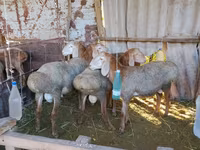Beran, Arashan sheep — foto 1