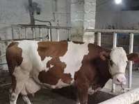 Tjur, Simmental cattle — foto 5