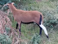 Får, Cameroon sheep — foto 4